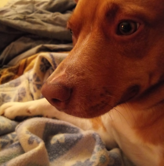 Meet your Posher, Susan - Picture 1 of 1